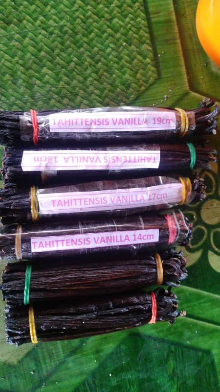 Vanilla Beans- Tahitensis from Papua New Guinea